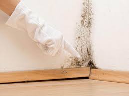 Why You Should Choose Our Mold Remediation Services in Wood Village, OR